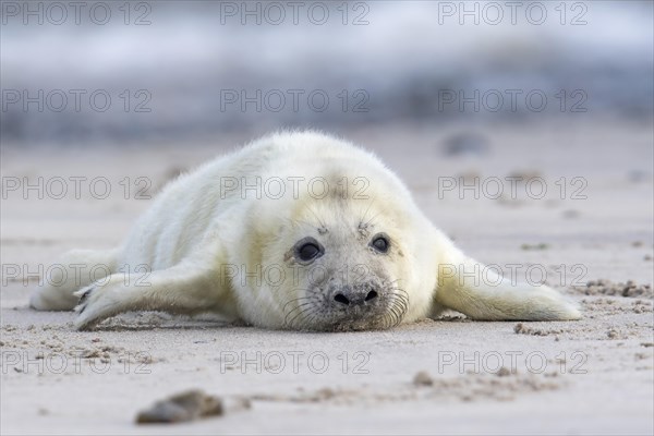 Newborn gray seal