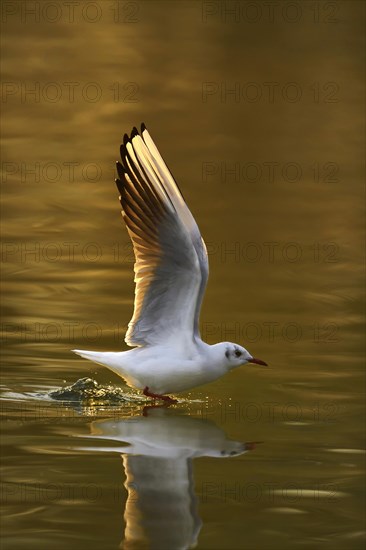 Black-headed gull