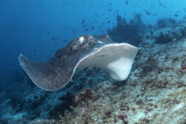 Black-blotched stingray