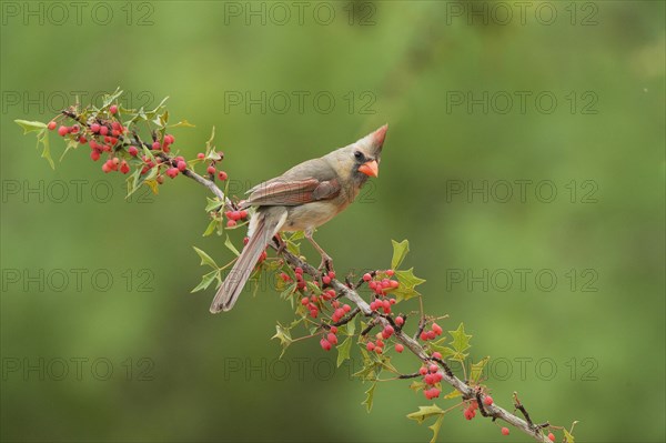 Northern Cardinal