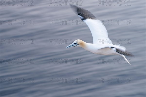 Northern Gannet