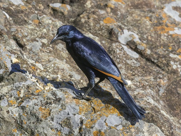 Male Red-winged starling