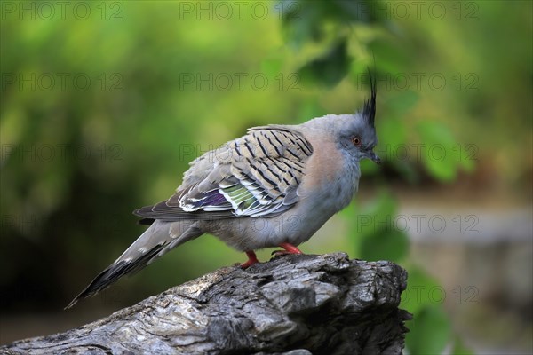 Crested pigeon