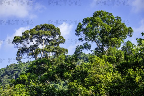 Giant trees