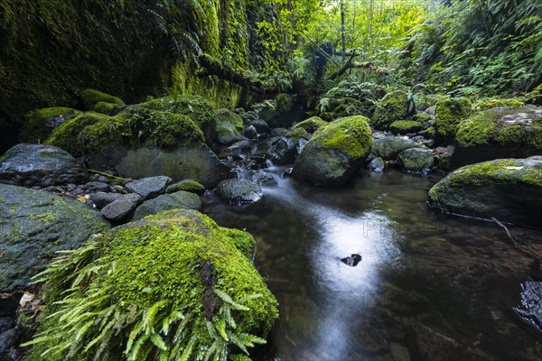Gorge overgrown with ferns and moss