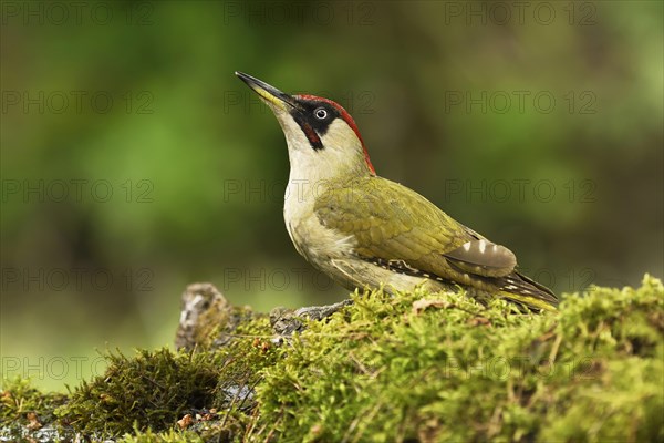 European green woodpecker