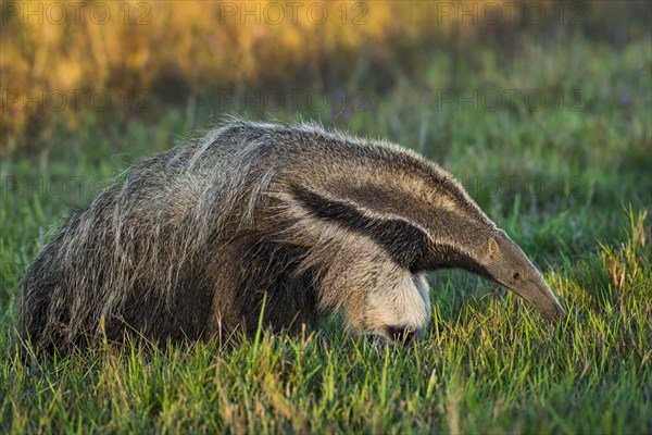 Giant anteater