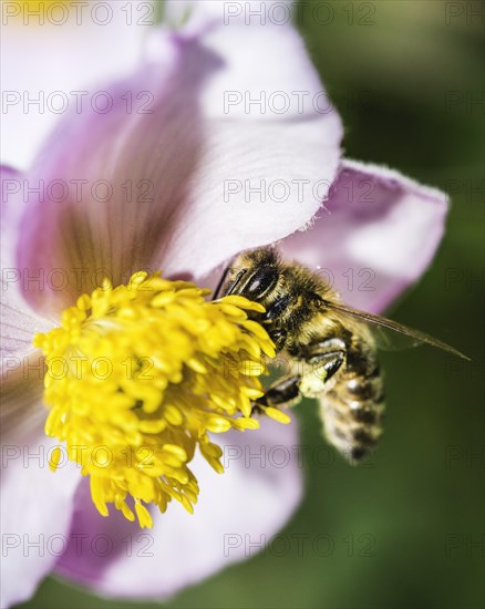 European honey bee