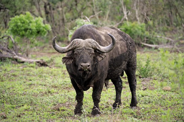 Cape buffalo