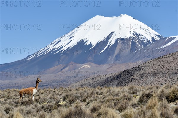 Snow covered volcanoes Pomerape and Parinacota with Guanaco