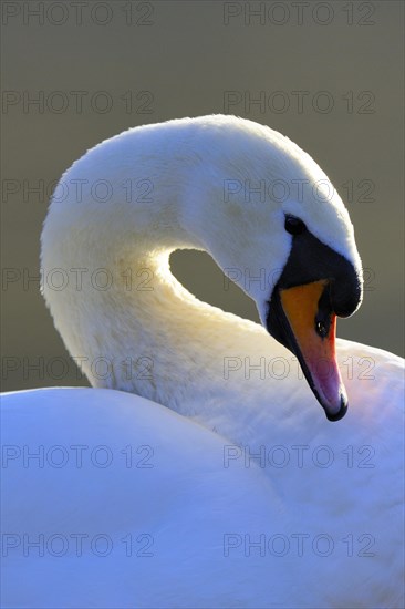 Mute swan