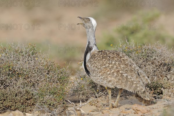 Calling Houbara bustard