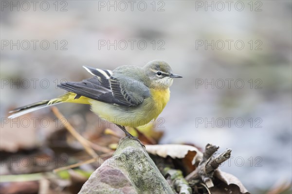 Grey wagtail