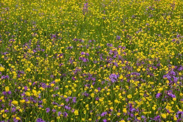 Wild flowers