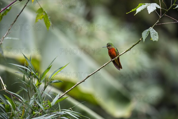 Chestnut-breasted coronet