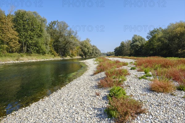 Isar near Volkmannsdorf near Wang