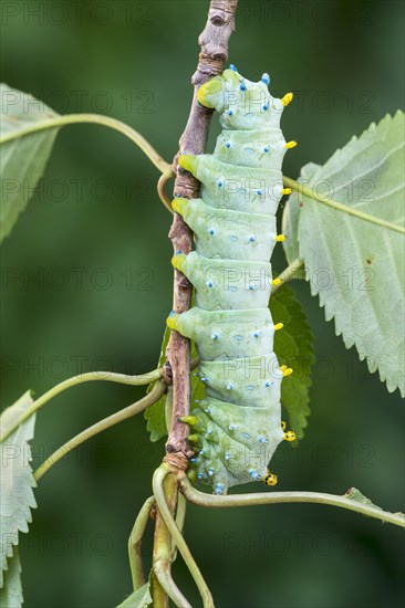 Glover's silkmoth