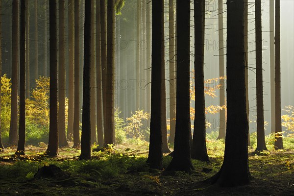 Spruce forest in autumn