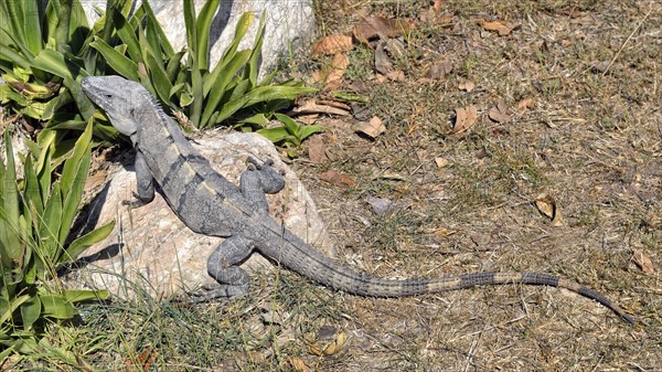 Black spiny-tailed iguana