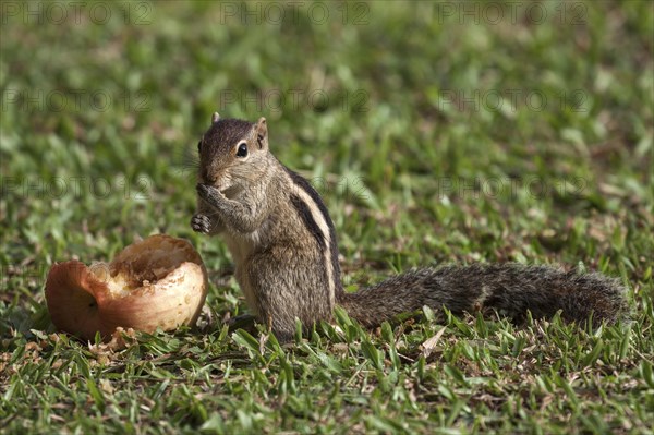 Palm squirrel