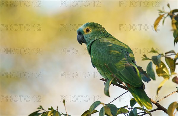 Blue-fronted amazon