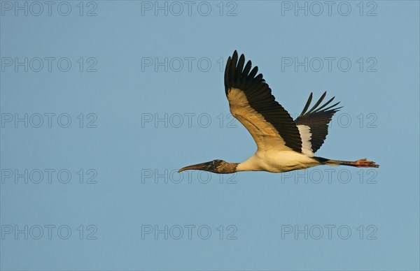 Wood stork