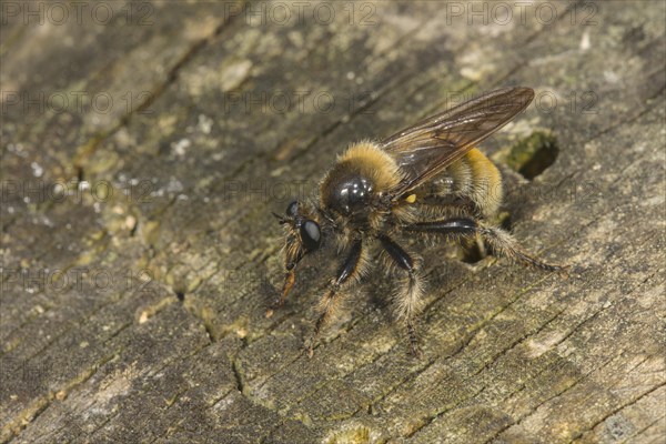Bumblebee robberfly
