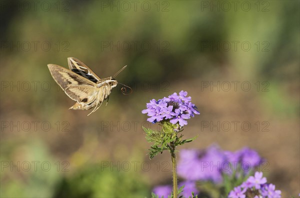 White-lined sphinx