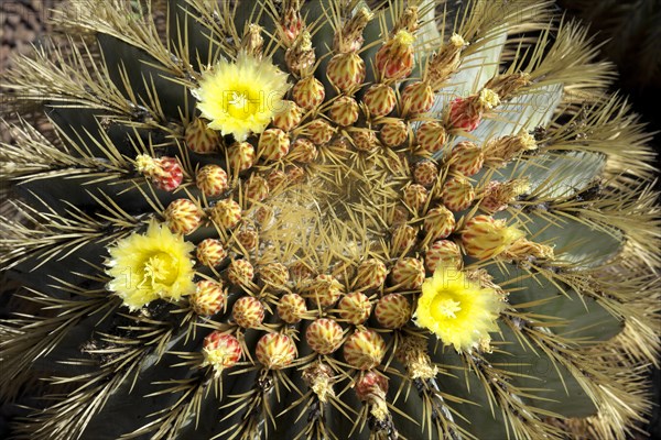 Golden barrel cactus