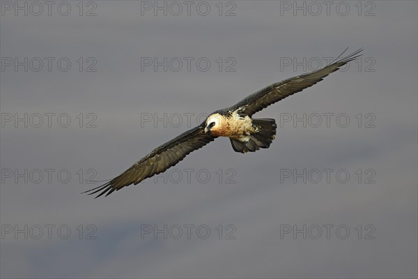 Bearded vulture