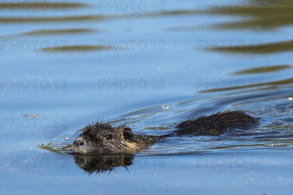 Nutria