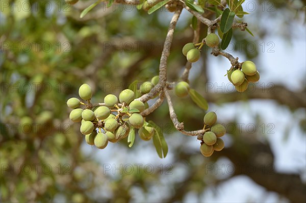 Shea tree