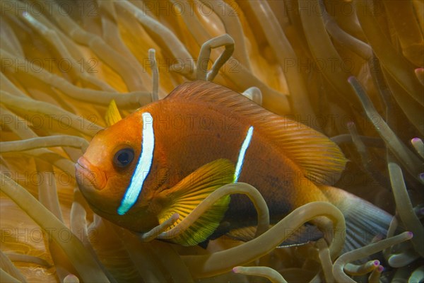 Clark's Anemonefish