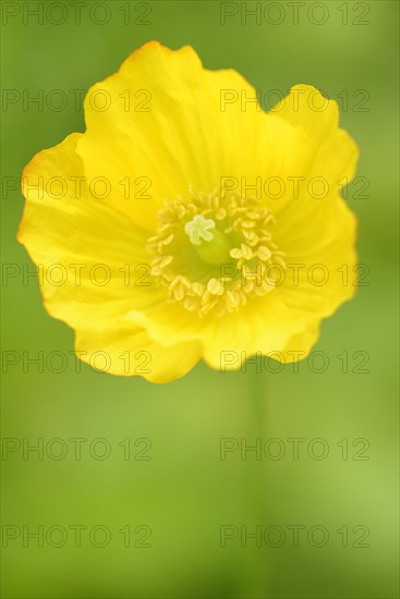 Iceland poppy