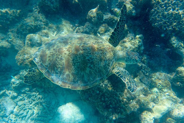 Hawksbill sea turtle