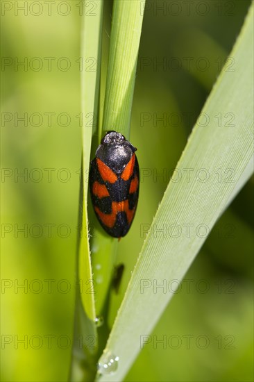 Red-and-black froghopper