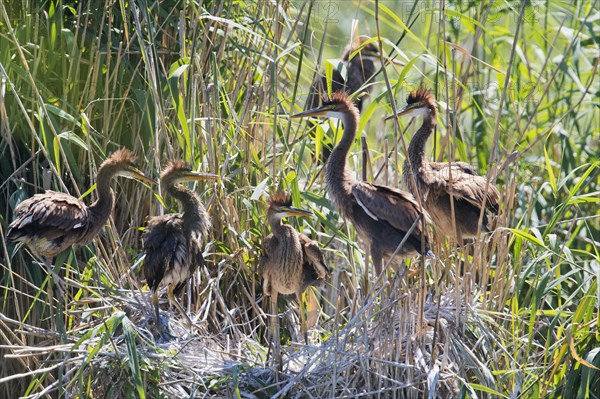 Purple herons