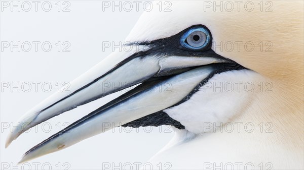 Northern gannet