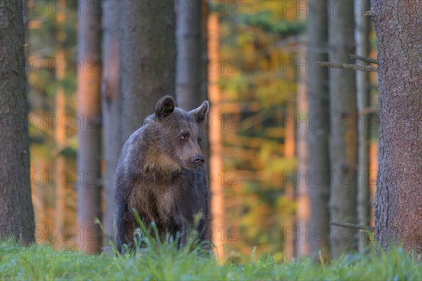 Brown bear