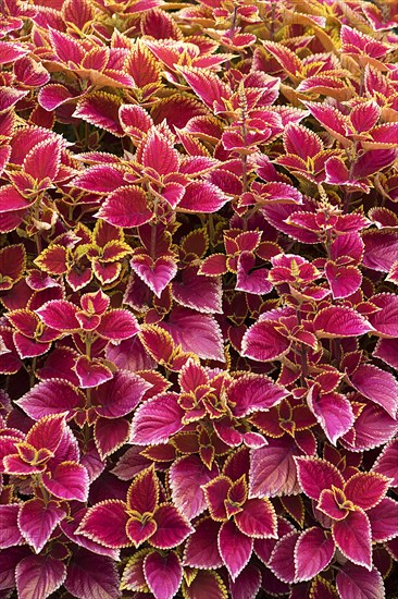 Coleus nettle