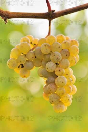 Riesling grapes