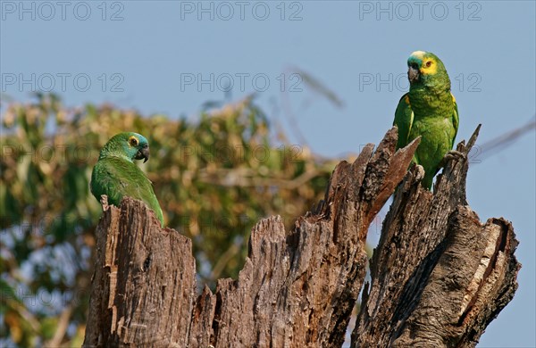 Blue-fronted amazon