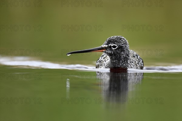 Spotted Redshank