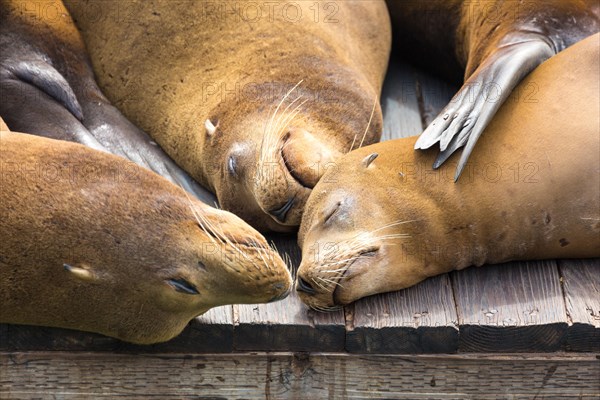 California sea lions