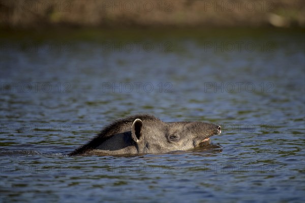 Lowland tapir