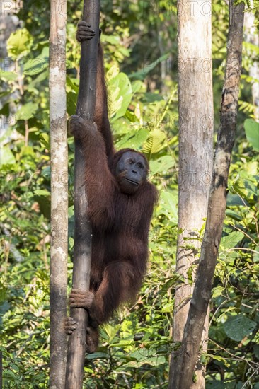 Bornean Orangutan