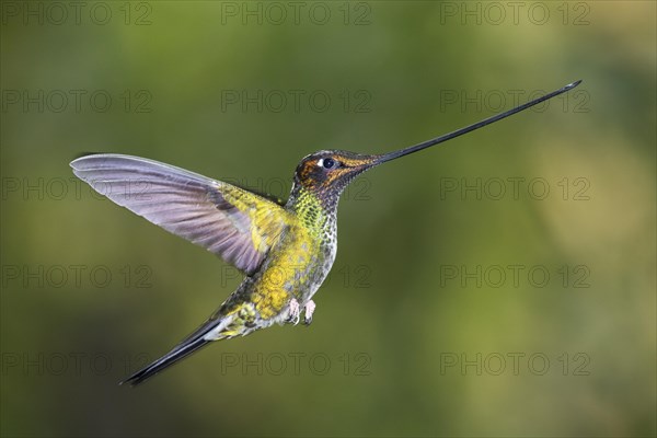 Sword-billed hummingbird