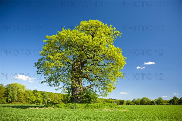 Solitary old oak