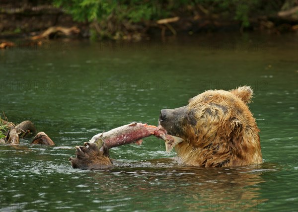 Brown bear