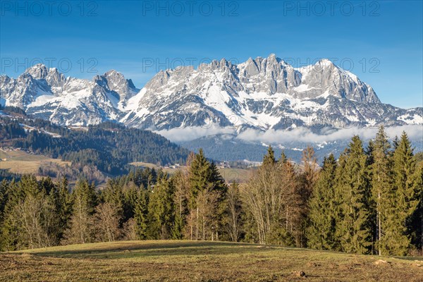 Forest in front of massif Wilder Kaiser with snow